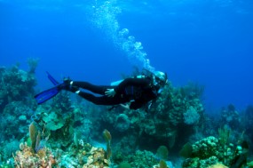 Nassau dive trip photo