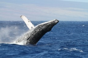 Whale watching cruise photo